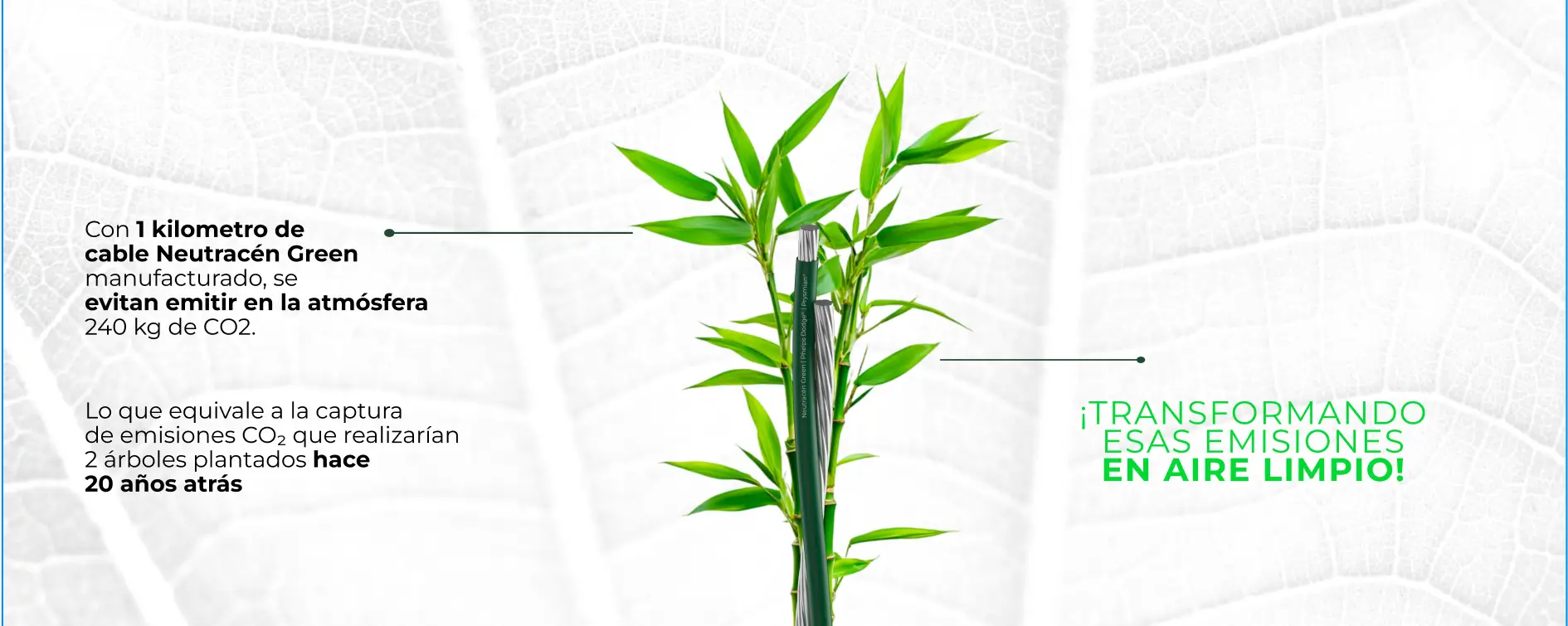 banner-arbol